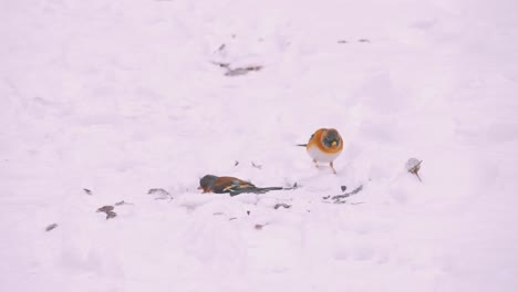 Two-small-beautifully-colored-birds-hopping-and-searching-for-food-through-snow