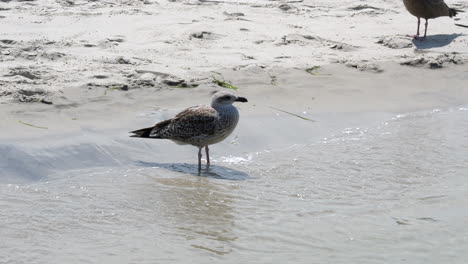 A-seagull-standing-on-the-sand-at-the-beach-with-the-water-around-its-feet