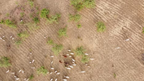 Drohne-Des-Landes-In-Afrika-Mit-Den-Ziegen-Und-Den-Schafen