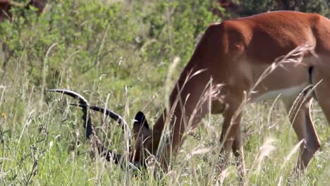 Impala-Comiendo-Hierba-En-La-Sabana-Verde-Profunda-Del-Parque-Nacional-De-Nairobi