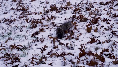 Eichhörnchen-Vergräbt-Und-Sucht-Im-Frischen-Schnee-Nach-Nahrung