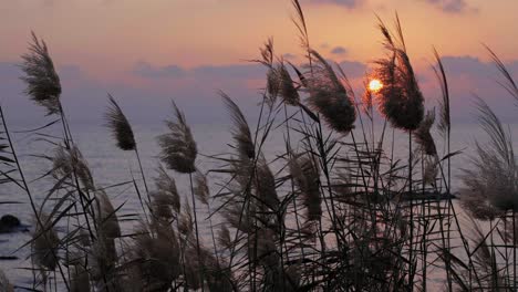 Blick-Auf-Die-Spitzen-Des-Hohen-Grases-Mit-Einem-Atemberaubenden-Sonnenuntergang-über-Dem-Wasser-Im-Hintergrund