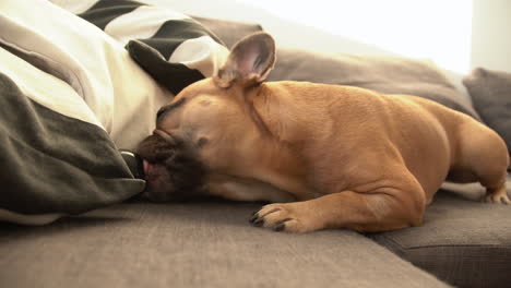 Adorable-french-bulldog-licking-his-rubber-toy-which-stuck-under-the-pillow-on-the-couch