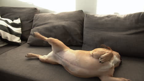 Französische-Bulldogge-Wackelt,-Während-Sie-Auf-Dem-Rücken-Auf-Dem-Sofa-Liegt