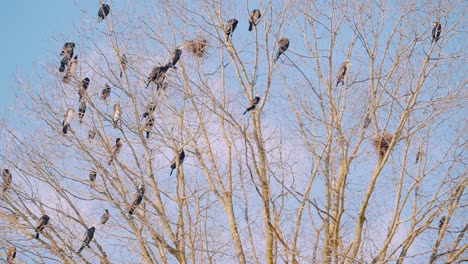 Birds-Resting-On-Tree-Branches-Outside-Against-Blue-Sky