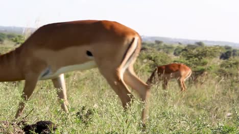 Lange-Gehörnte-Impalas,-Die-Gras-In-Der-Savanne-Des-Nairobi-nationalparks-Füttern