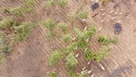 Luftaufnahme-Der-Drohne,-Die-über-Die-Ziegen-In-Nigeria-Afrika-Fliegt