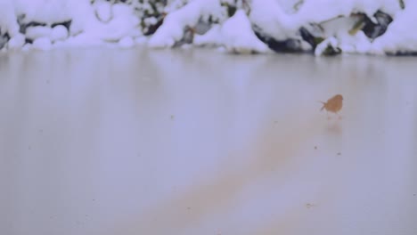 Europäisches-Rotkehlchen,-Das-Im-Winter-Auf-Gefrorenem-Boden-Hüpft