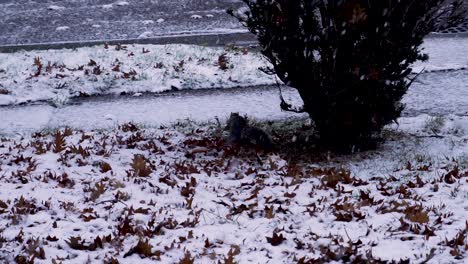 Squirrel-tracks-his-food-around-a-leafy-fresh-snow-fall