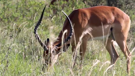 Hierba-Larga-Con-El-Impala-Macho-Alimentándose-En-El-Parque-Nacional-De-Nairobi,-Kenia