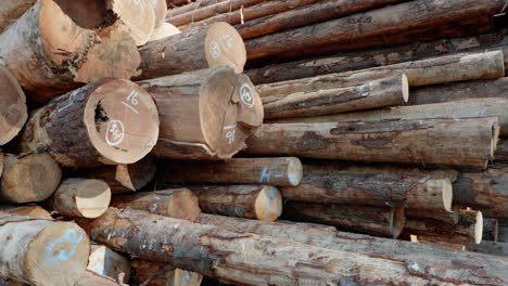 Pile-of-lumber-at-a-logging-site