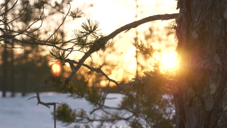 Romantic-shot-reveals-sunbeams-through-pine-branches-in-snowy-winter-woods