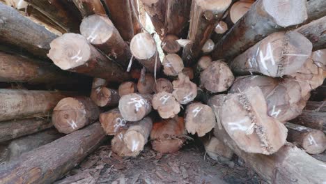 Slow-dolly-shot-into-stacked-fresh-timber-lumber-at-a-logging-site-in-North-America