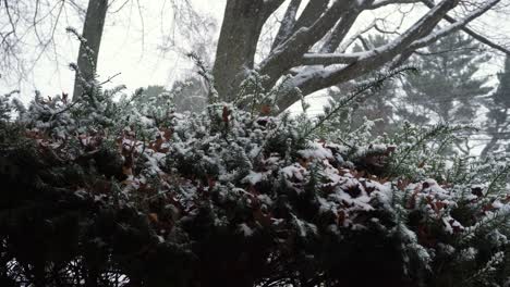 Pinienbusch-Unter-Frischem,-Flauschigem-Schneefall