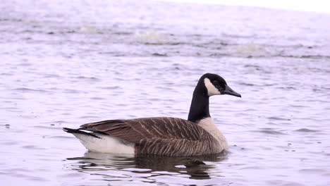 Ganada-Goose-Swiming-on-a-frozen-lake