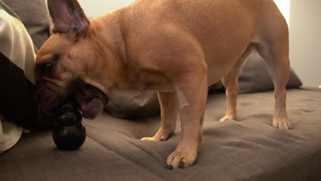 French-Bulldog-Chewing-A-Dog-Toy-Indoors---close-up,-slow-motion