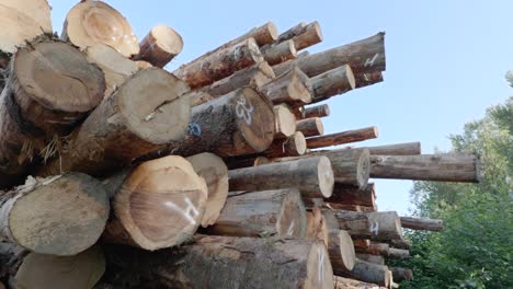 Haufen-Von-Gesägtem-Baumholz-An-Einem-Industriellen-Abholzungsstandort