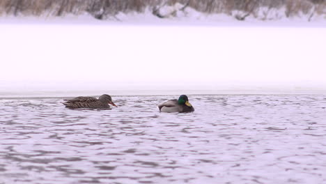 Entenpaar-Schwimmt-Auf-Einem-Zugefrorenen-See