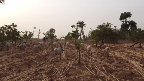 Drone-flying-over-the-cattle-in-the-dry-land-of-Africa-in-West-Africa