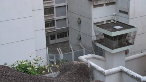 Blumen-Sind-In-Der-Nähe-Der-Männlichen-Justizvollzugsanstalt-Und-Des-Haftzentrums-Zu-Sehen,-Während-Im-Hintergrund-In-Hongkong-Ein-Sicherheitswachturm-Zu-Sehen-Ist