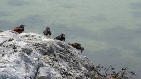 Rötliche-Steinwälzer-Ufervögel,-Die-Auf-Den-Felsen-Herumlaufen,-Mit-Den-Wellen-Im-Hintergrund