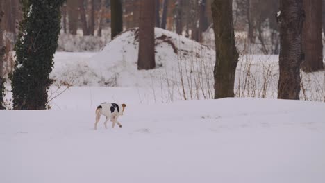 Black-Spotted-Dog-Walking-Through-A-Snowy-Forest---Medium-Shot,-Slow-Motion