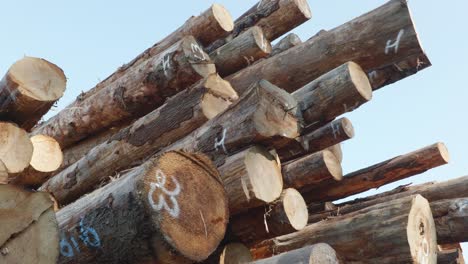 4K-tilt-down-of-freshly-cut-tree-trunks-at-a-lumber-logging-site-in-Oregon,-United-States