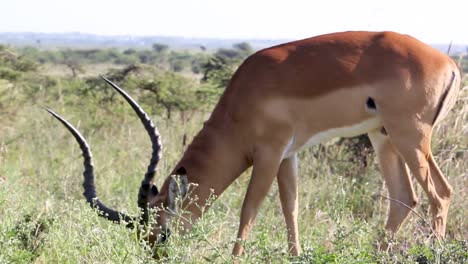 Nairobi-Nationalpark-Mit-Dem-Impala,-Der-Das-Gras-Füttert