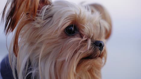 Retrato-De-Un-Pequeño-Perro-Feliz-Y-Saludable,-Yorkshire-Terrier