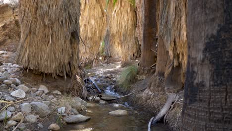 Creek-Running-Through-California-Palm-Tree