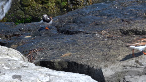 Zwei-Rötliche-Turnstone-Ufervögel,-Die-Auf-Den-Felsen-Mit-Den-Wellen-Im-Hintergrund-Herumlaufen