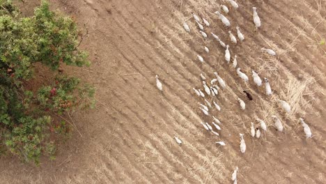 Bird-view-of-drone-flying-over-the-cattle-in-Africa