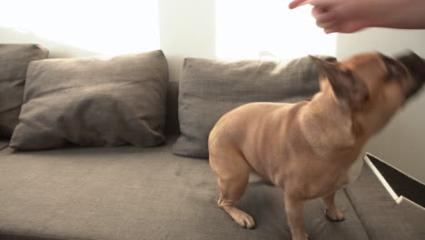 Dog-training---French-bulldog-gives-left-and-right-paw-to-his-owner-and-gets-snack-for-that-as-a-reward-on-a-divan