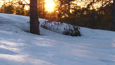 Setting-sun-behind-trees-illuminates-snowy-landscape,-Ruka