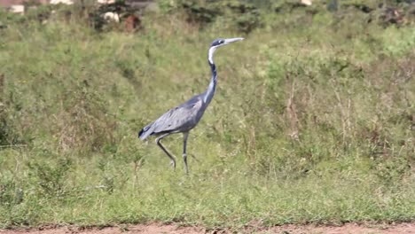Garza-De-Cabeza-Negra-En-La-Sabana-Del-Parque-Nacional-De-Nairobi-Kenia