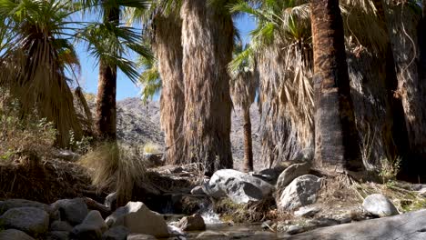 Creek-Running-Through-California-Palm-Tree