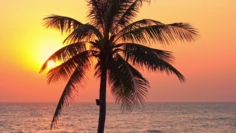 Tropical-paradise-scenery,-evening-sun-above-ocean-and-coconut-tree-silhouette