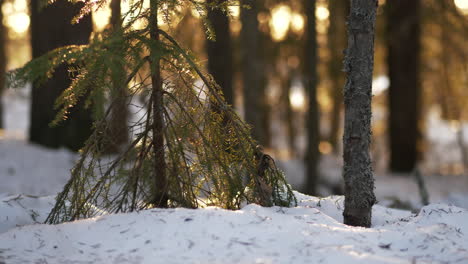 Pine-branches-in-snow-and-forest-in-blurred-background