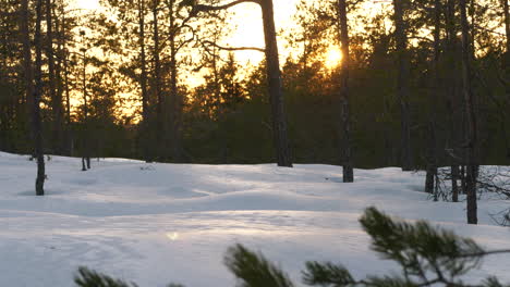 Wild-Snowy-Backcountry-Forest-Scene-During-Sunset,-Slow-Pan