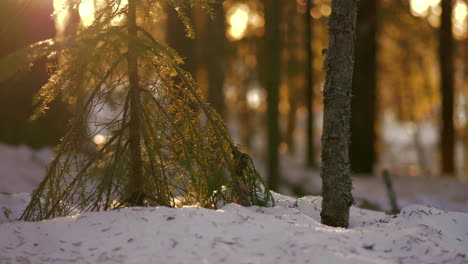 Snow-covered-forest-ground-and-small-pine-tree-in-backlit-golden-hour