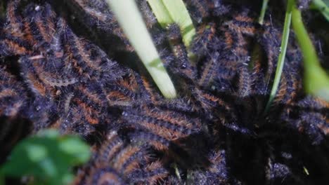 Close-up-macro-shot-of-a-swarm-of-Cypriot-caterpillars,-ocnogyna-cypriana