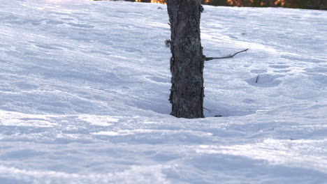 white-arctic-winter-snow-transition-to-golden-sky,-Tilt-up-Dolly-along-a-tree-trunk
