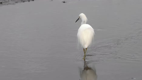 A-Snowy-Egret-foraging-for-food-in-Carmel-River-Lagoon,-California-