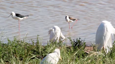 Cigüeña-Marabú-En-El-Agua-Con-Un-Pájaro-De-Pie-Sobre-Una-Pierna-En-El-Punto-De-Agua-En-El-Parque-Nacional-De-Nairobi,-Kenia
