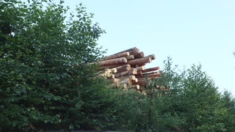 Stapel-Von-Frisch-Geschnittenem-Holz-Aus-Baumstämmen-Inmitten-Der-Natur