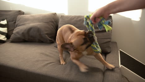 French-bulldog-puppy-having-fun-playing-with-his-owner,-he-is-biting-and-dragging-rope-training-jaw