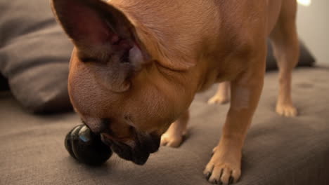 Close-up-on-french-bulldog-puppy-face-playing-with-a-black-rubber-toy-on-the-brown-sofa-in-the-living-room-slow-motion