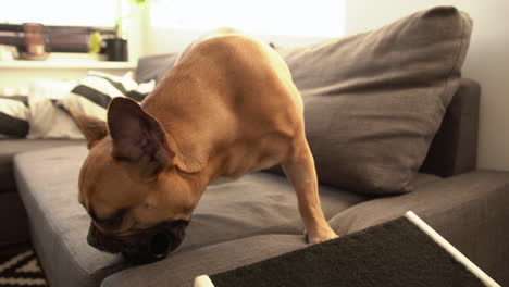 Small-brown-French-Bulldog-licking-and-sniffing-his-black-toy-on-a-sofa-inside-the-house-on-a-sunny-day