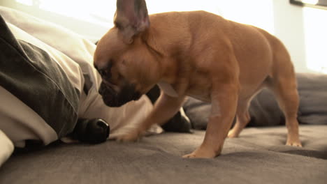 Welpe-Der-Französischen-Bulldogge,-Der-Sein-Lieblingsgummispielzeug-Spielt-Und-Leckt,-Es-über-Die-Couch-Rollt,-Es-Dann-Beißt-Und-Sich-Umdreht