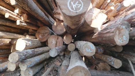 Cinematic-shot-into-a-pile-of-cut-tree-trunks-at-an-industrial-forest-lumber-yard
